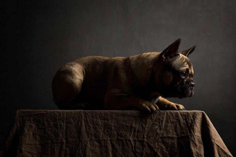 French Bulldog Photograph
